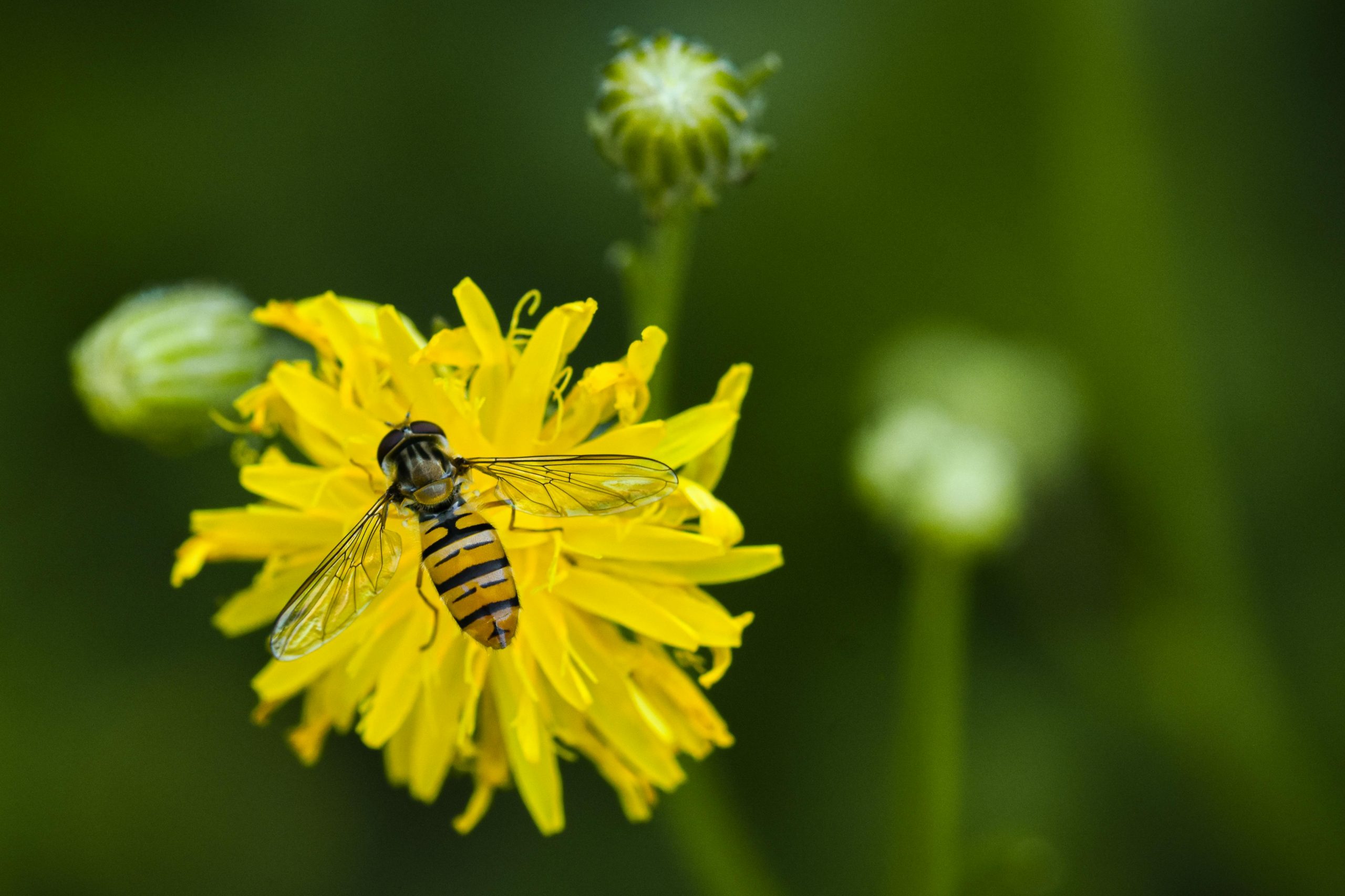 pexels alexasfotos 33175802